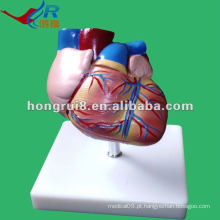 Modelo de anatomia do coração do estilo novo da vida do estilo de ISO, modelo do coração humano